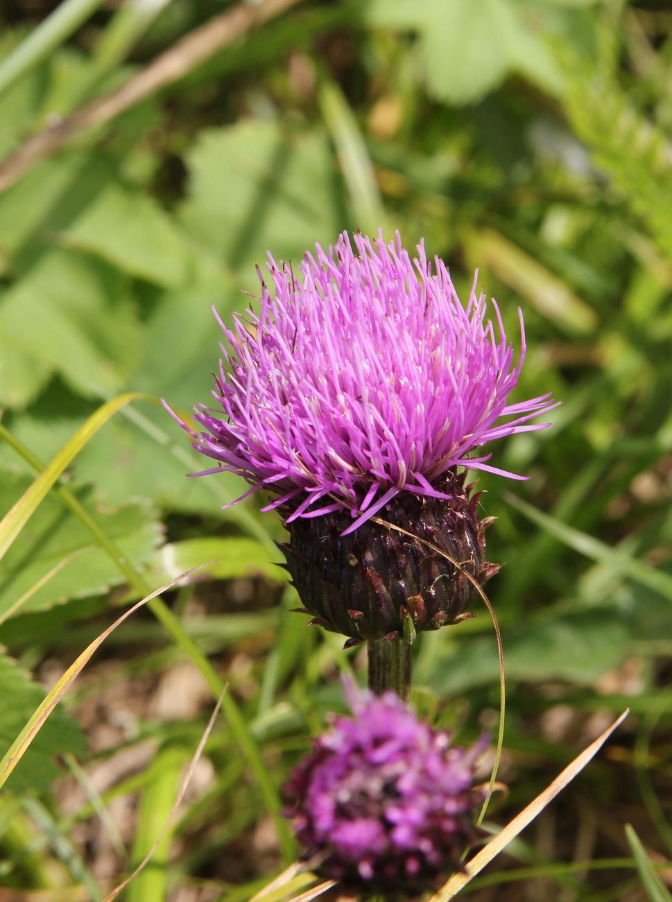 Image of Cirsium helenioides specimen.