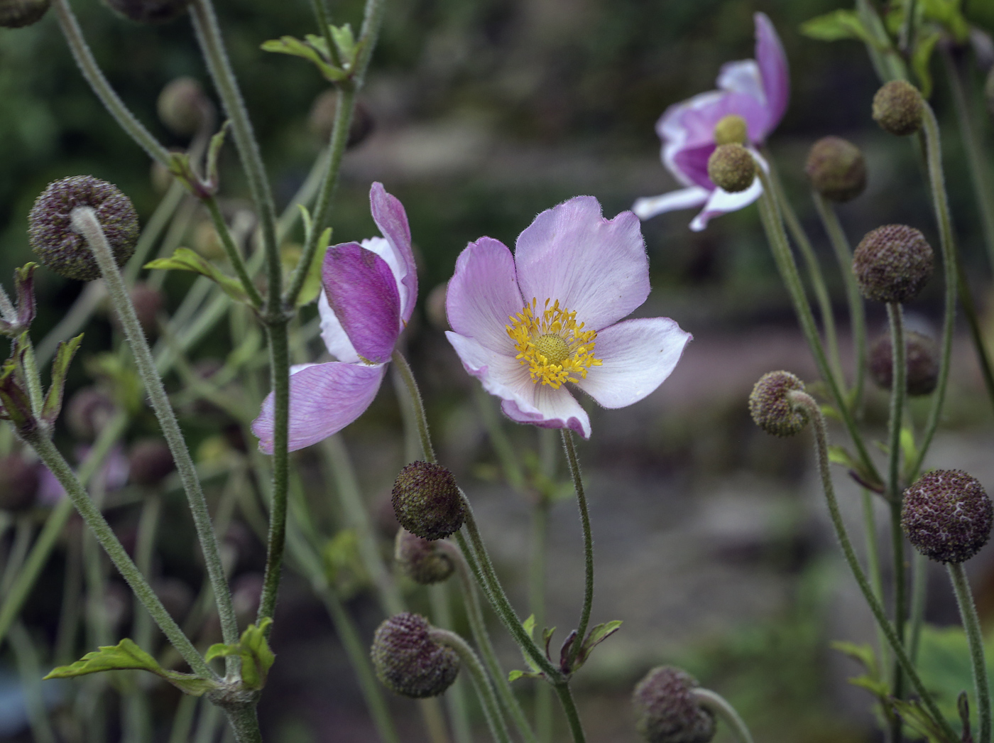 Image of Anemone hupehensis specimen.