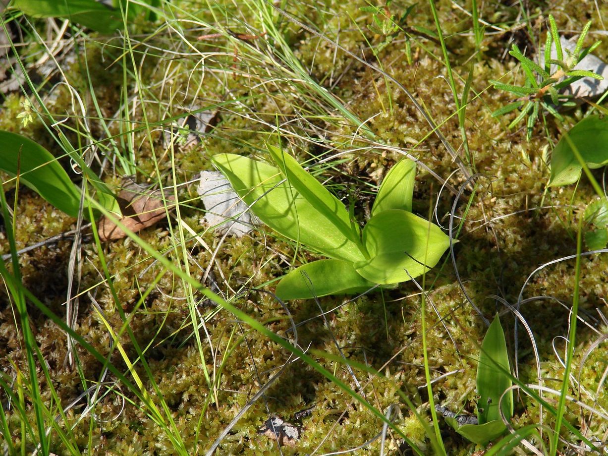 Изображение особи Smilacina trifolia.