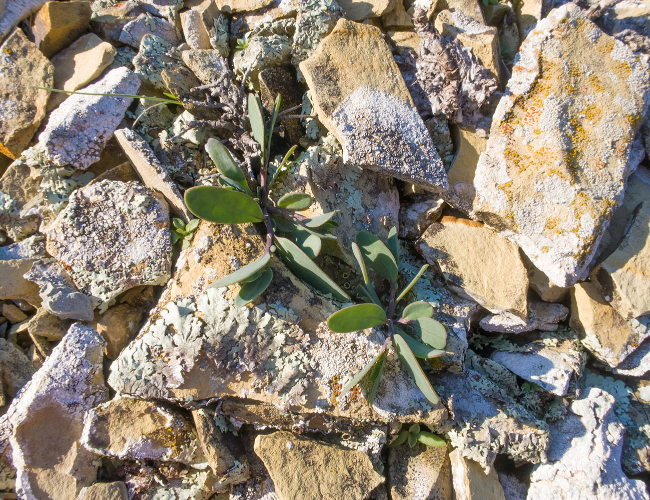 Изображение особи Coronilla scorpioides.