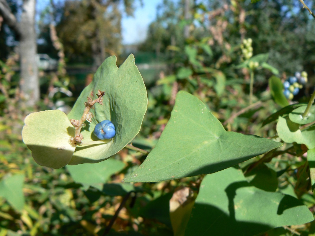 Изображение особи Chylocalyx perfoliatus.