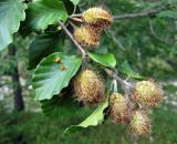 Fagus sylvatica. Окончание веточки с соплодиями. Украина, Ивано-Франковская обл., Надворнянский р-н, природный заповедник \"Горганы\", редколесье. 26 августа 2010 г.