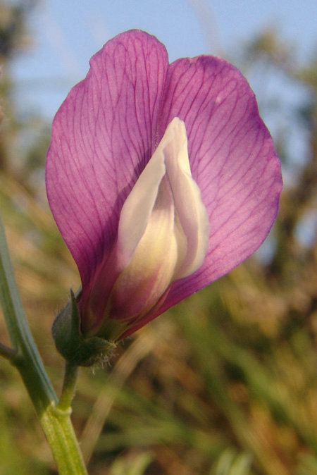 Image of Vicia subvillosa specimen.