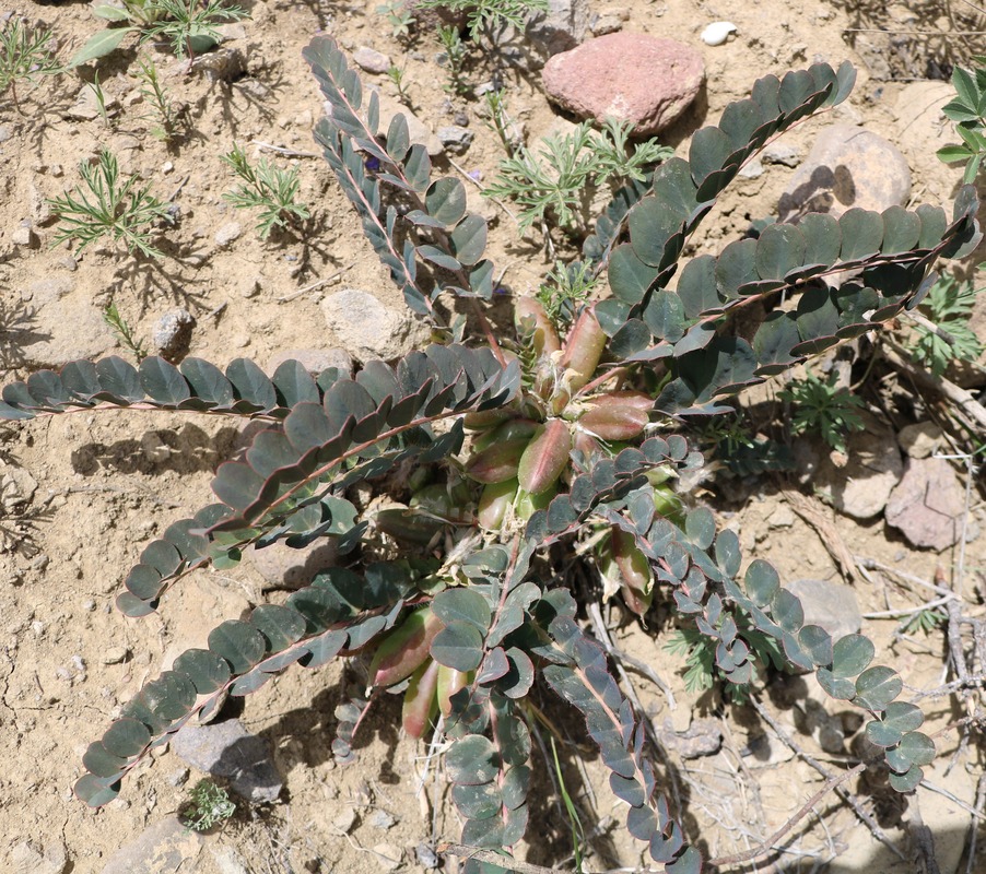 Изображение особи Astragalus fabaceus.