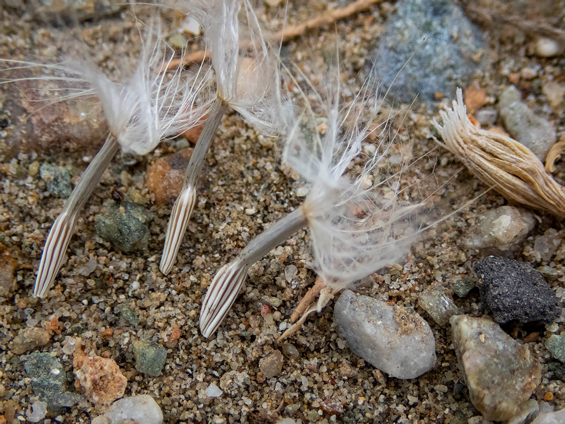 Image of Scorzonera cana specimen.