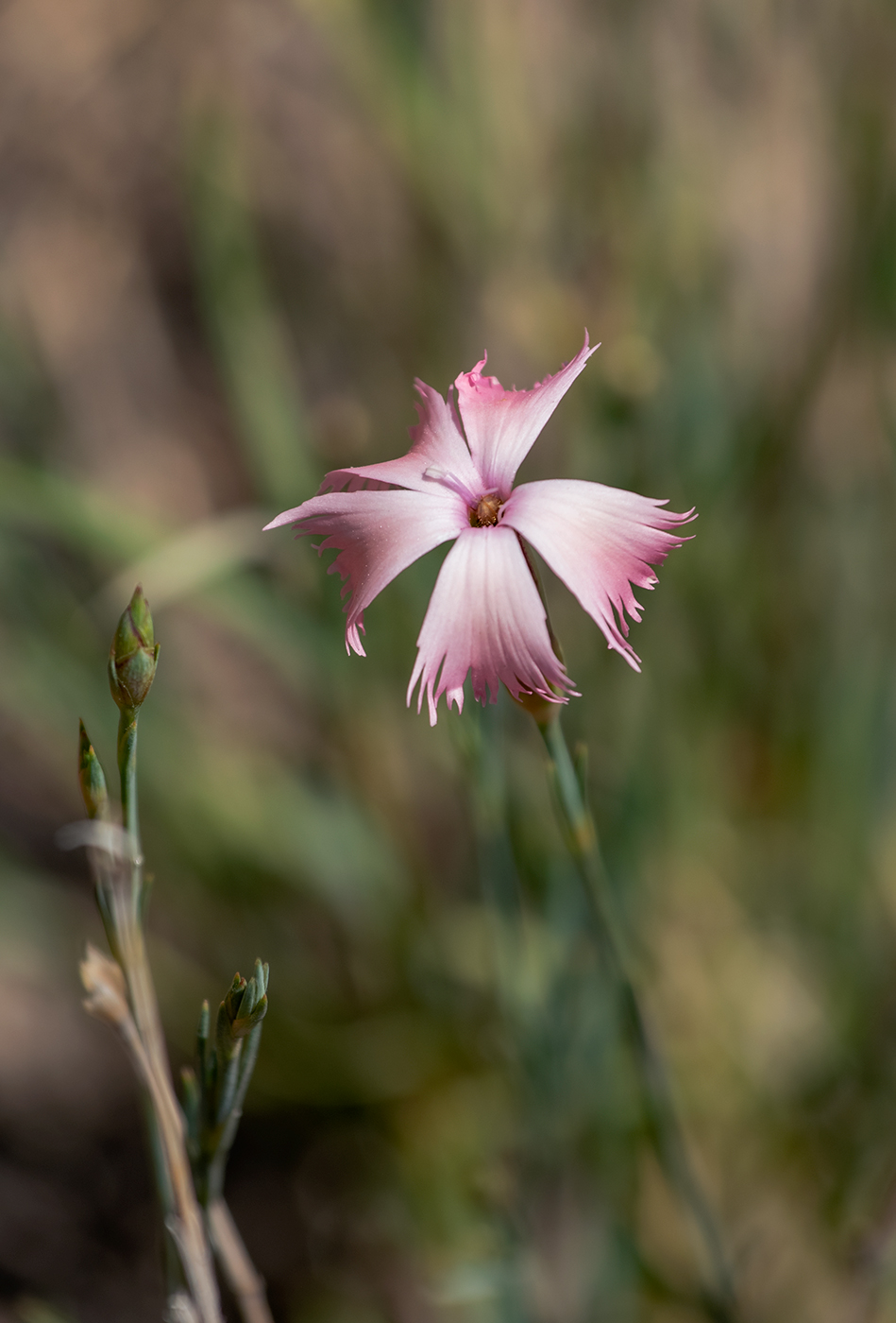 Image of genus Dianthus specimen.