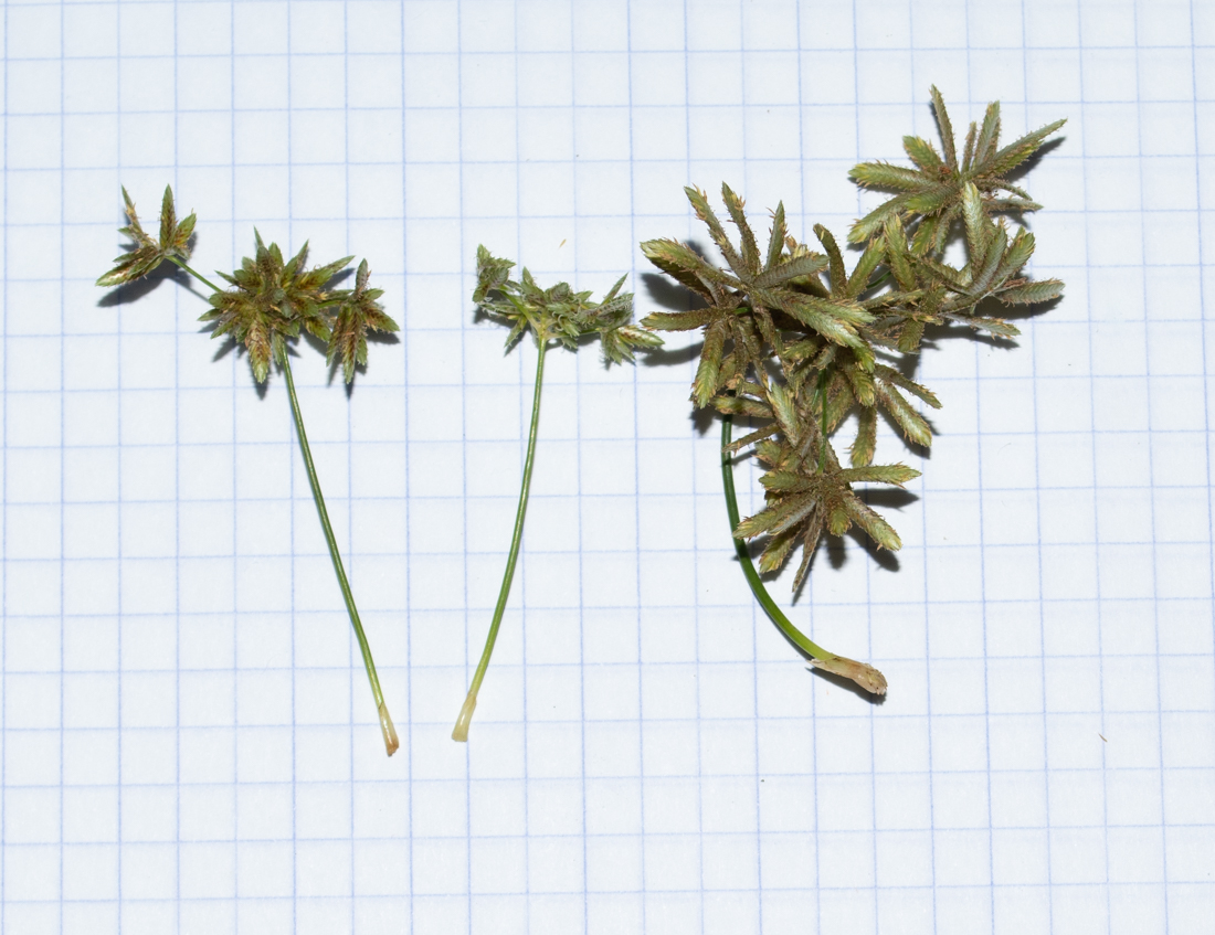 Изображение особи Cyperus involucratus.