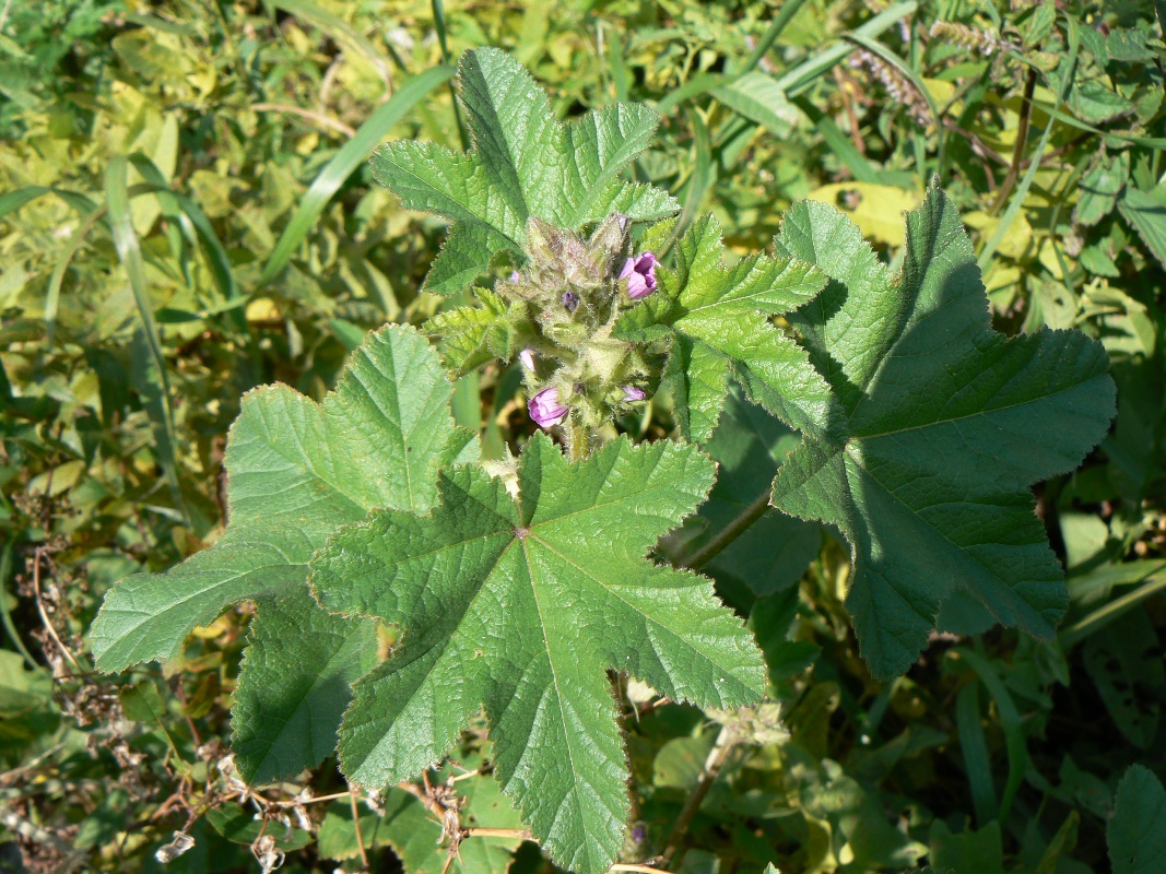 Изображение особи семейство Malvaceae.