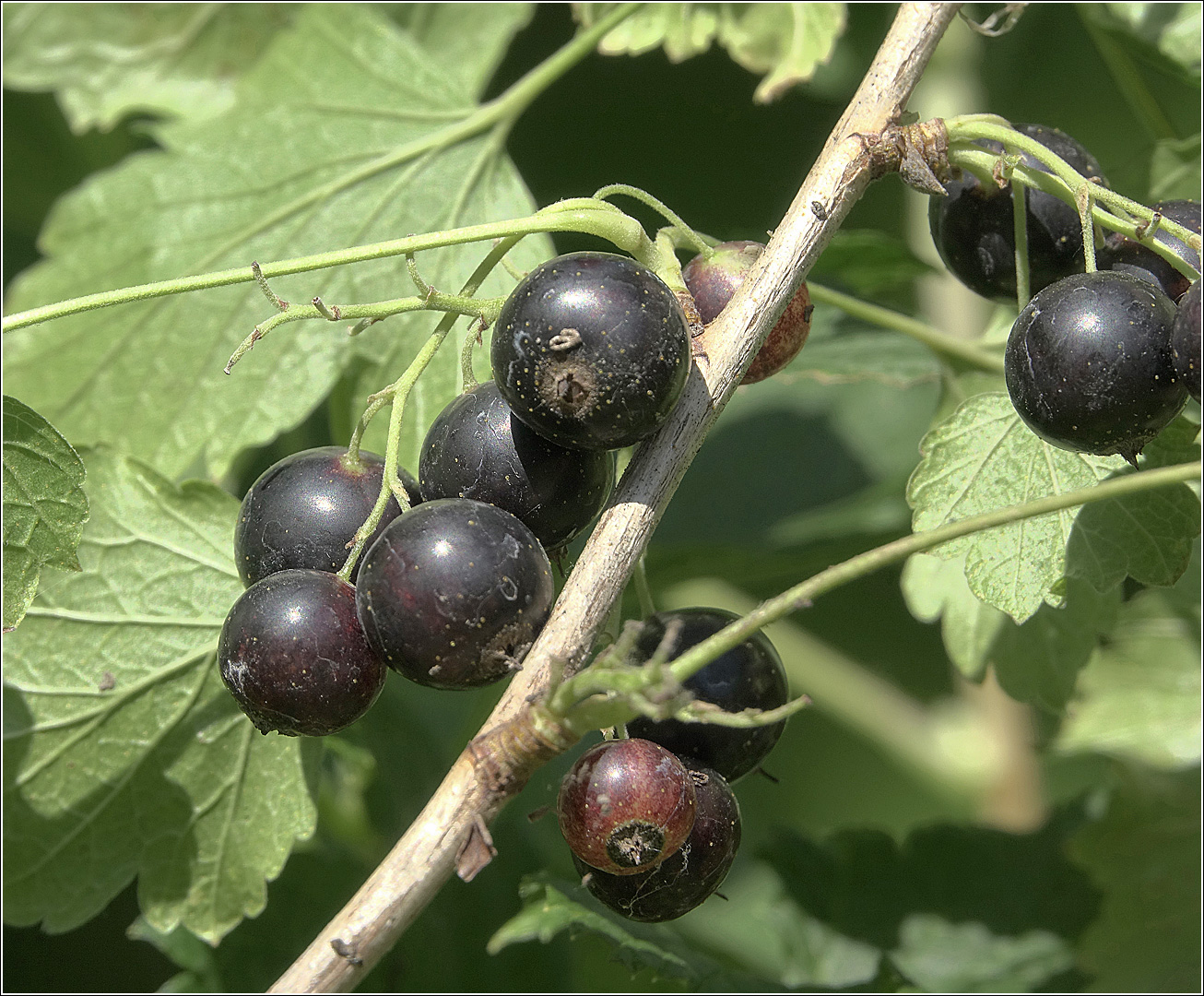 Image of Ribes nigrum specimen.