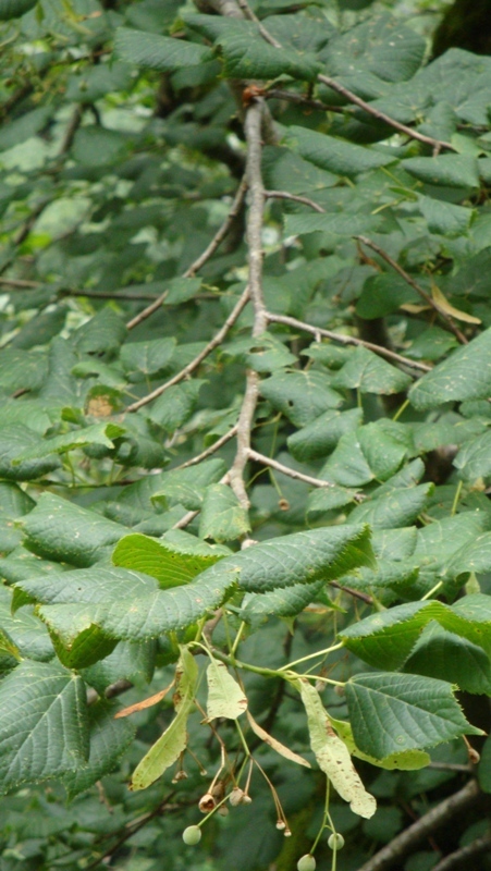 Image of Tilia begoniifolia specimen.