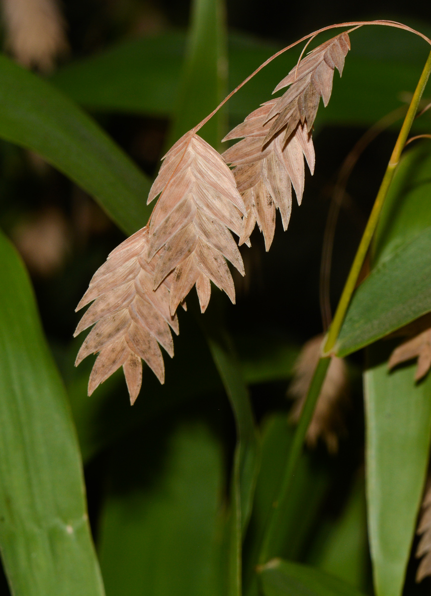 Image of Chasmanthium latifolium specimen.