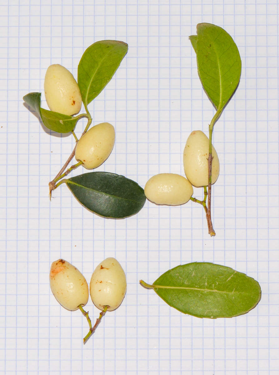 Image of genus Elaeodendron specimen.