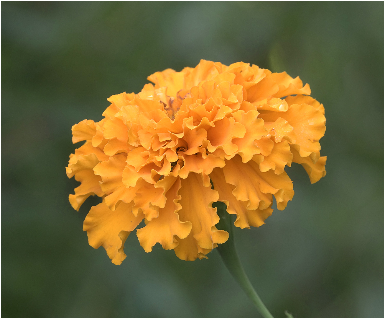 Image of Tagetes erecta specimen.