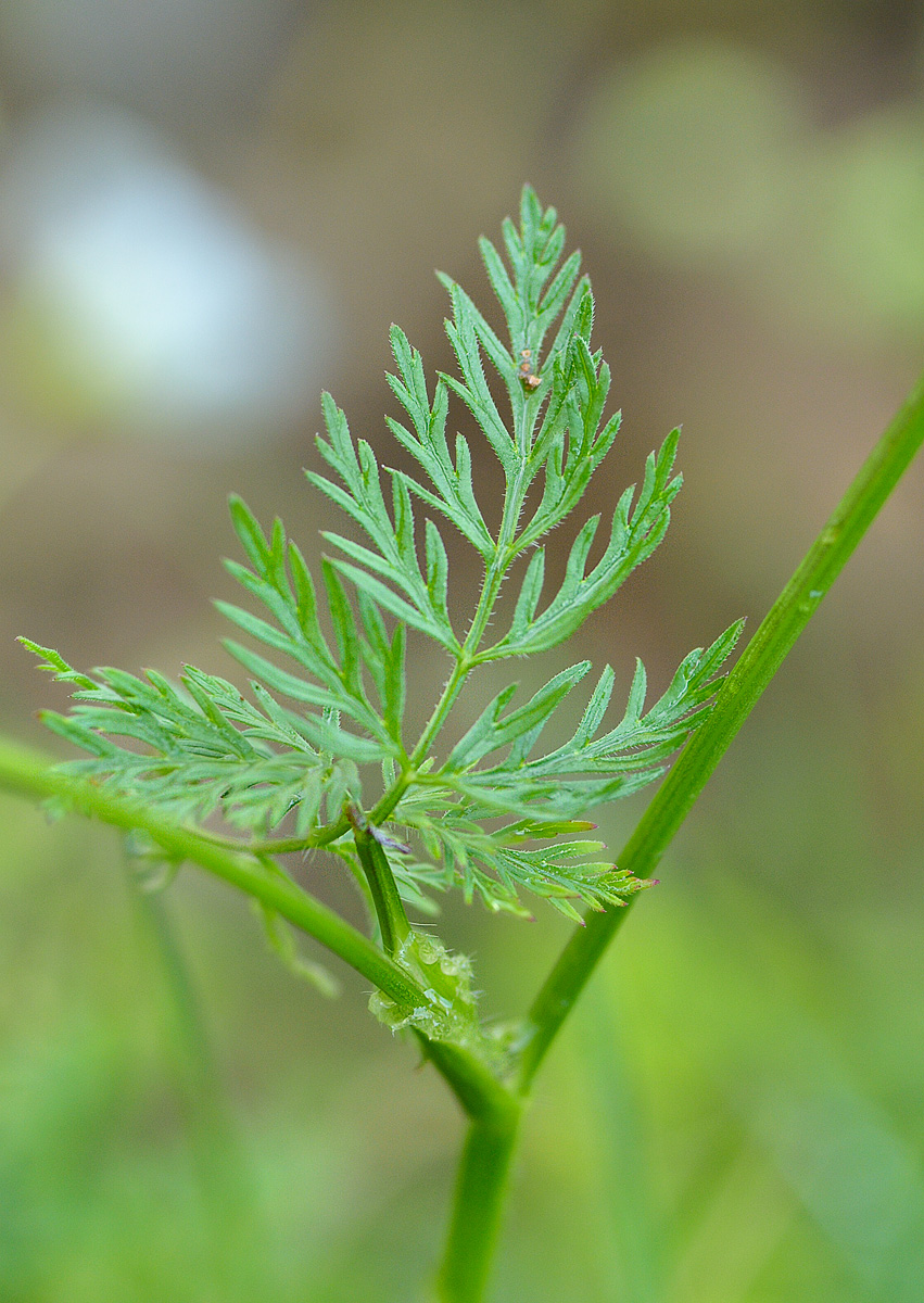 Изображение особи Chaerophyllum rubellum.