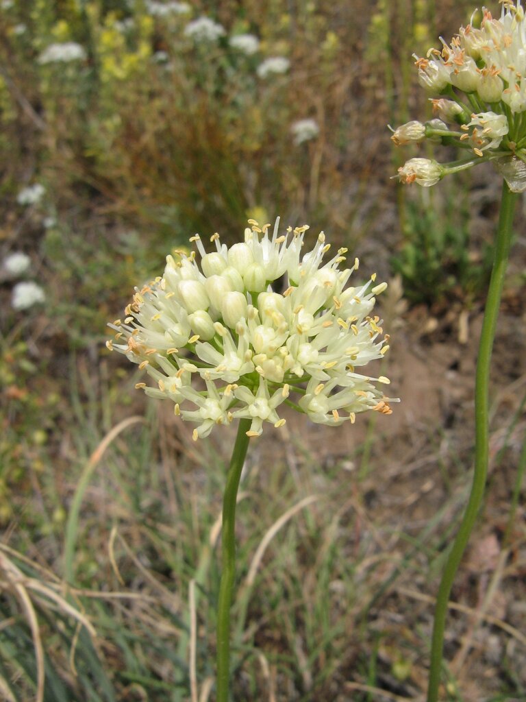 Image of Allium denudatum specimen.