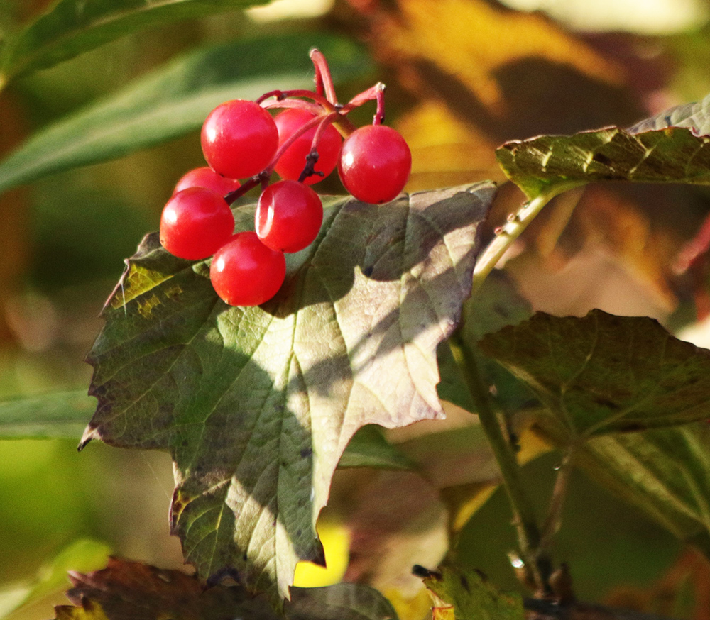 Изображение особи Viburnum opulus.