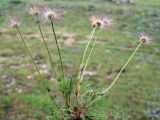 Pulsatilla albana