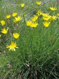 Tragopogon filifolius