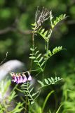 Vicia japonica. Верхушка побега с соцветием. Приморский край, Ольгинский р-н, окр. пгт Ольга, южный отрог горы Крестовая, каменистая россыпь. 10.07.2022.