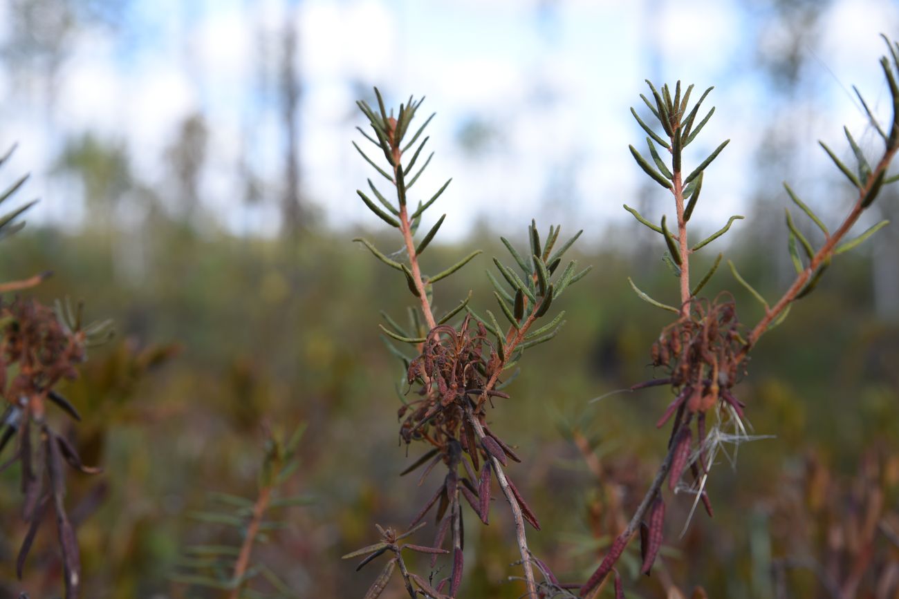 Image of Ledum palustre specimen.