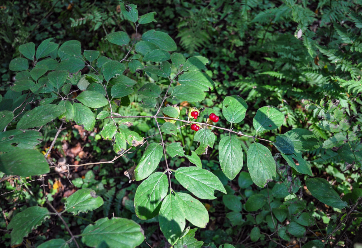 Image of Lonicera xylosteum specimen.