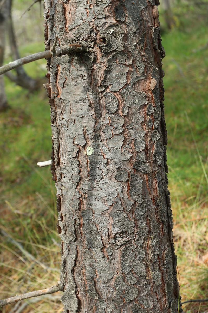 Изображение особи Pinus sibirica.