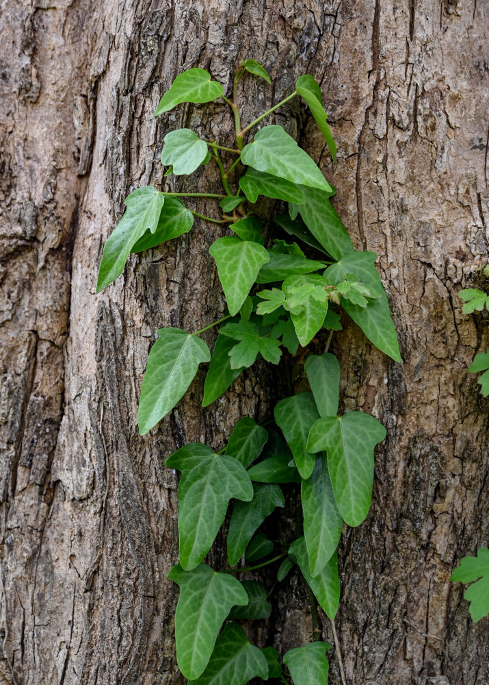 Image of Hedera pastuchovii specimen.