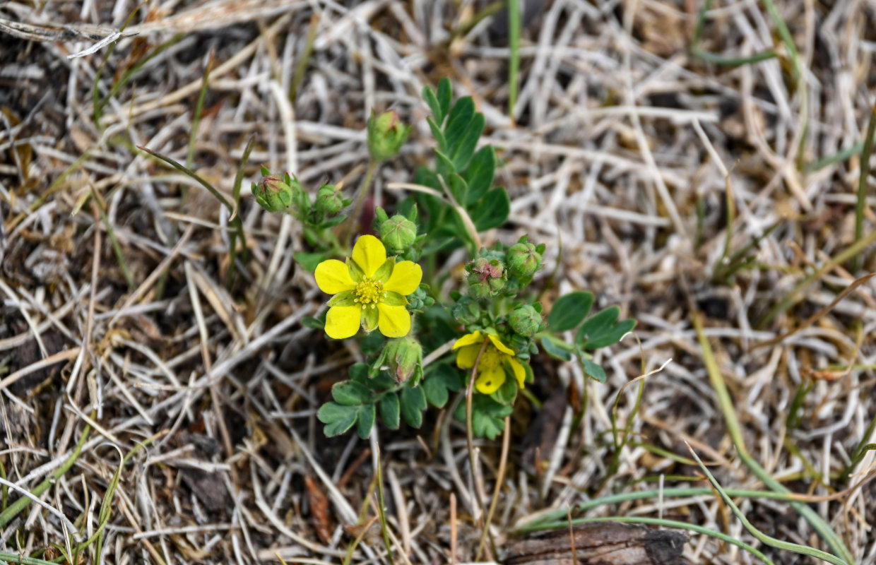 Изображение особи Potentilla bifurca.