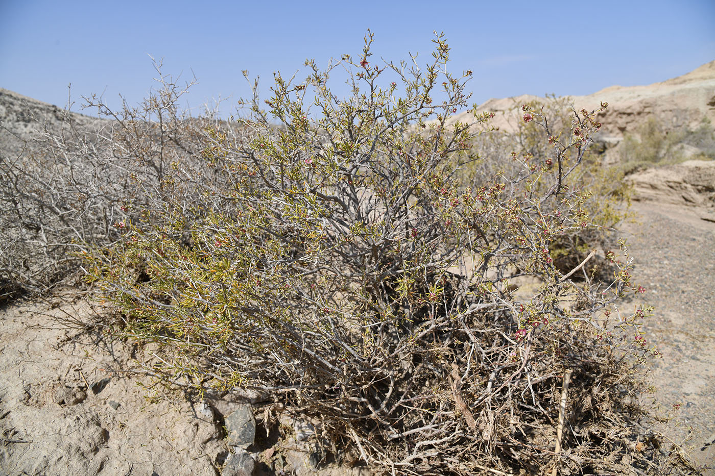 Изображение особи Salsola arbusculiformis.