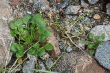 genus Cochlearia