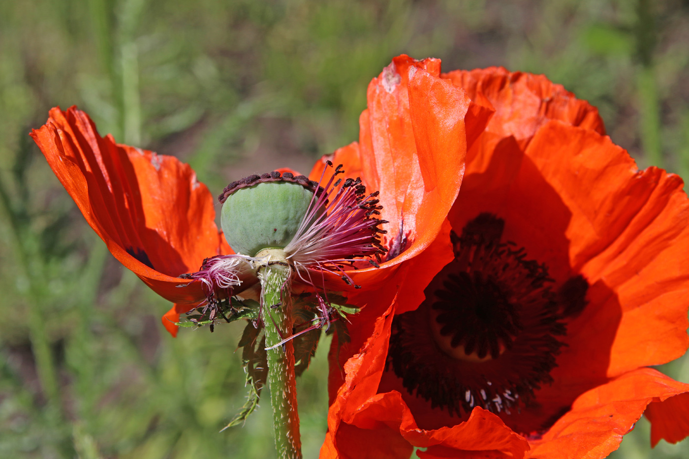 Image of Papaver setiferum specimen.