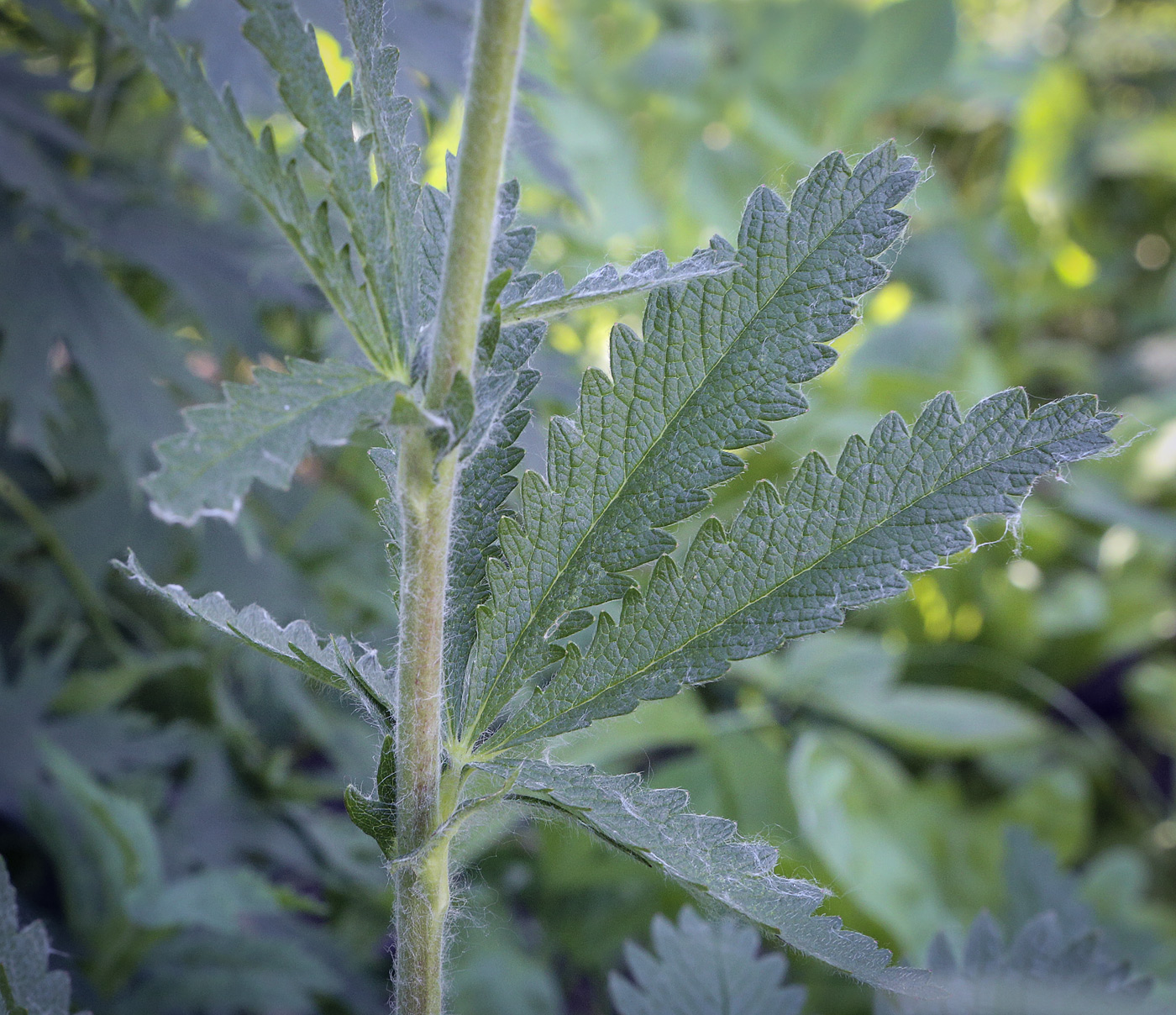 Image of Potentilla recta specimen.