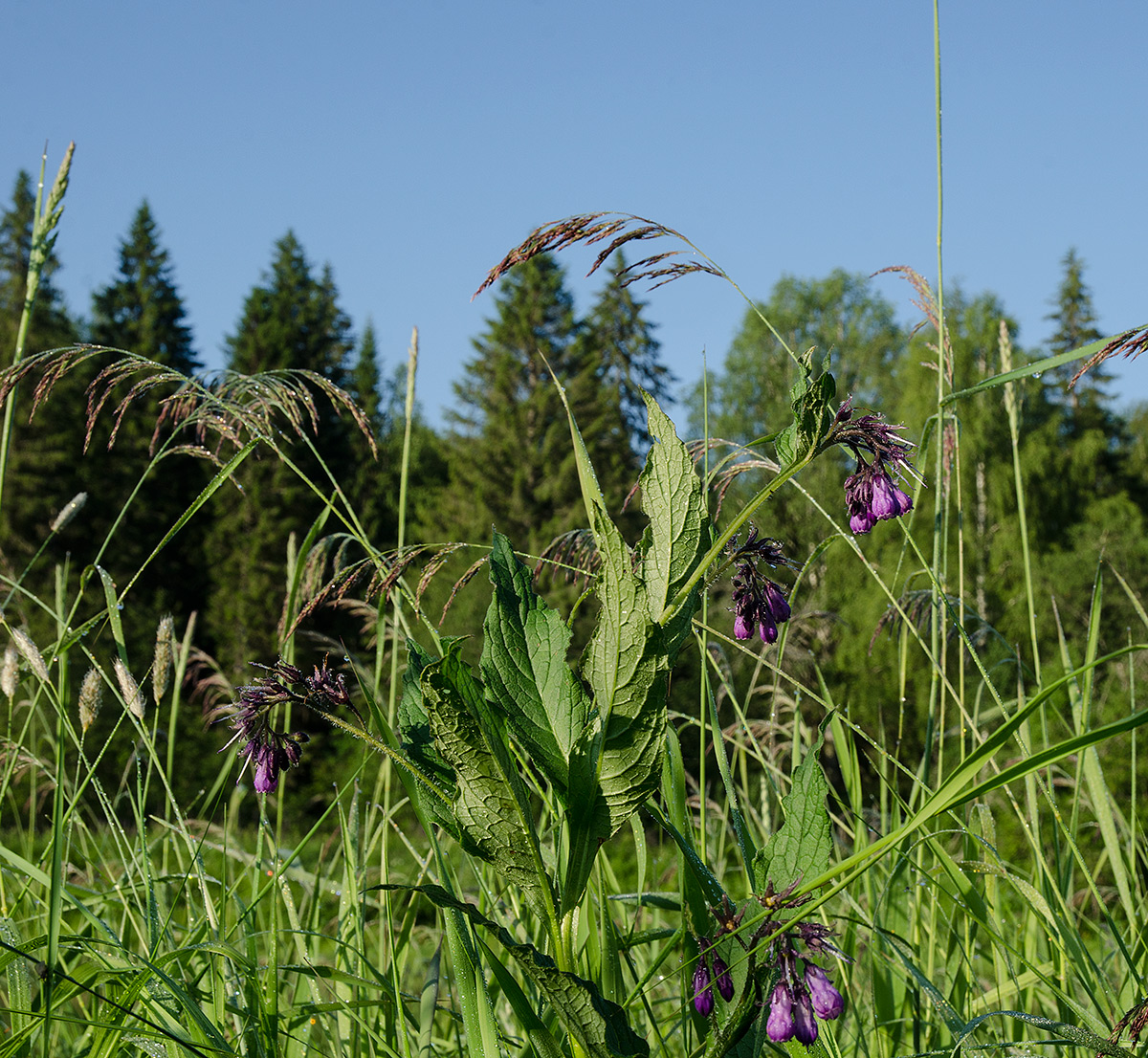 Image of Symphytum officinale specimen.