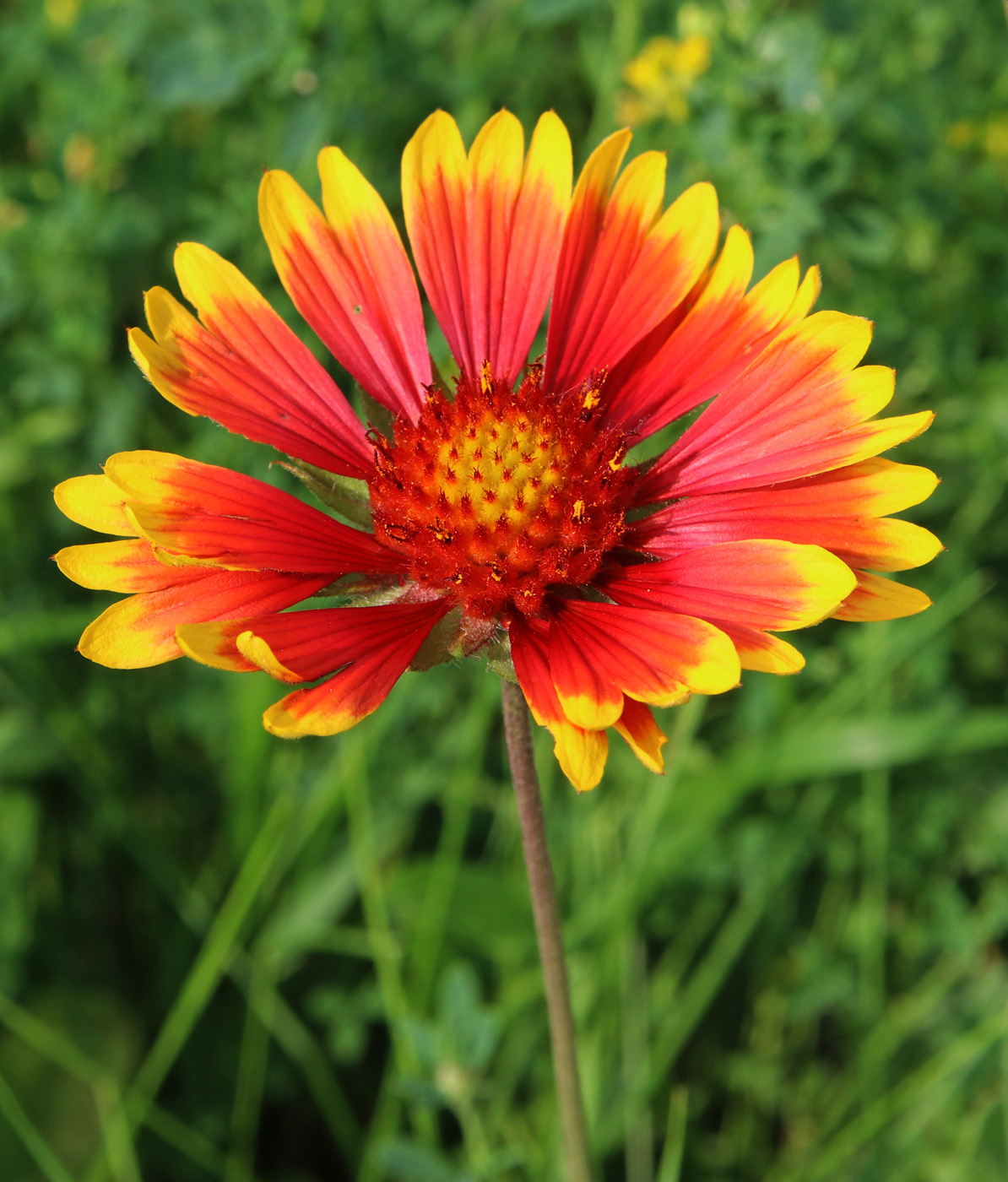 Image of Gaillardia aristata specimen.