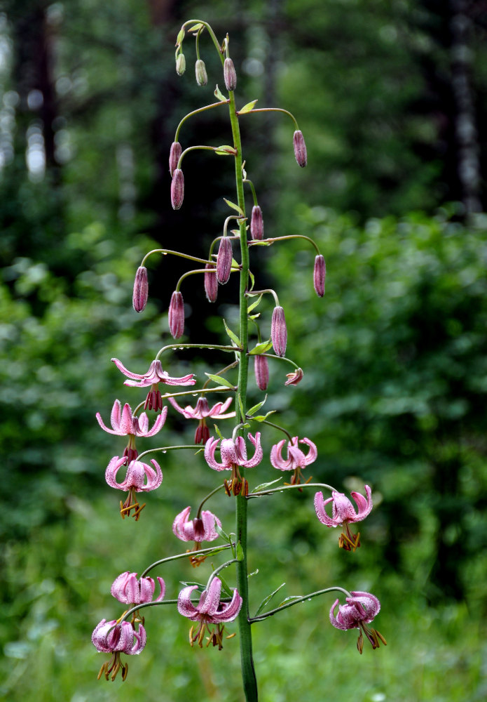 Изображение особи Lilium pilosiusculum.