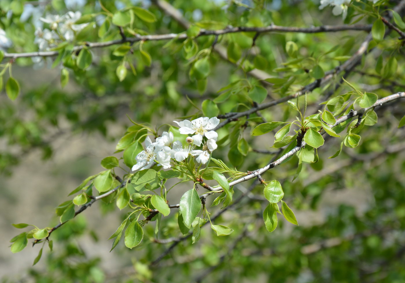 Изображение особи Pyrus turcomanica.