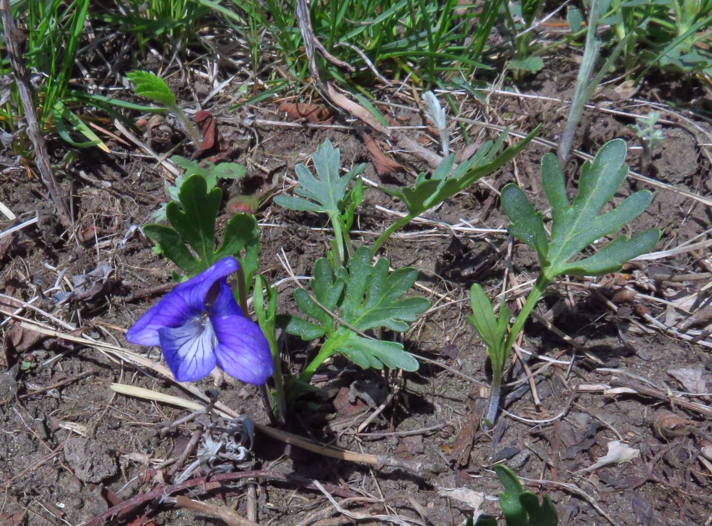 Изображение особи Viola dissecta.