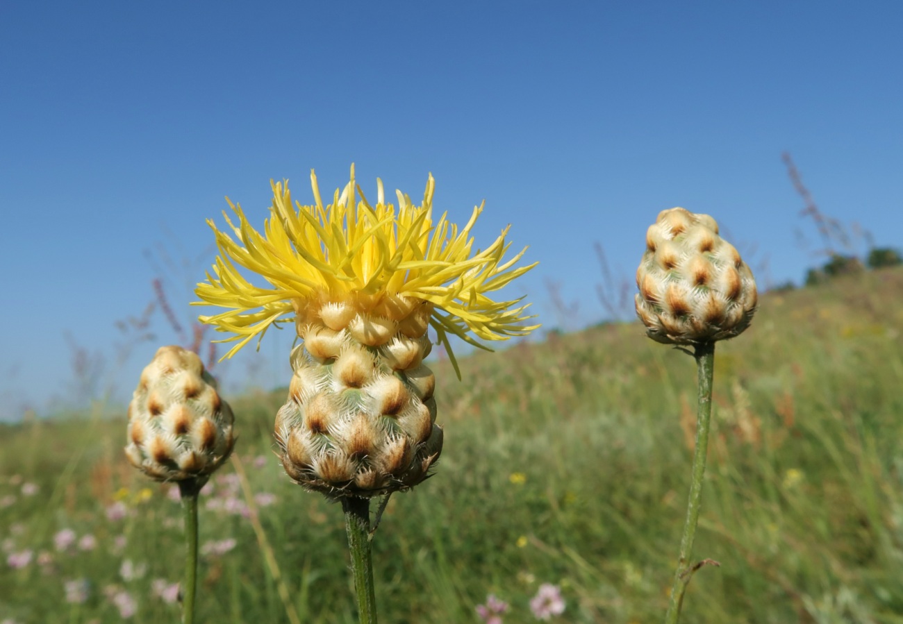 Image of Centaurea orientalis specimen.