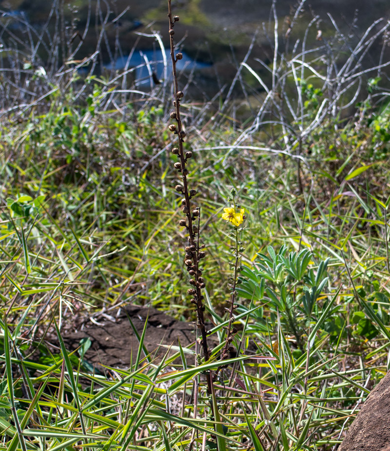 Изображение особи Verbascum virgatum.