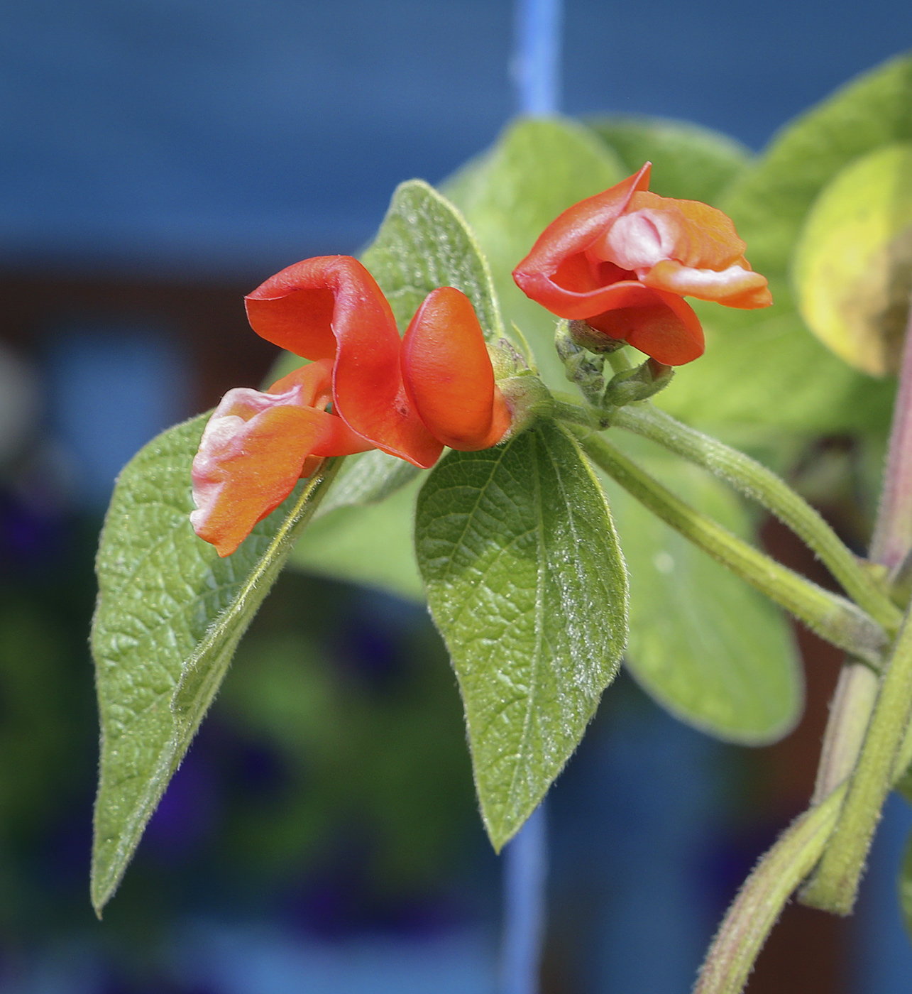 Изображение особи Phaseolus coccineus.