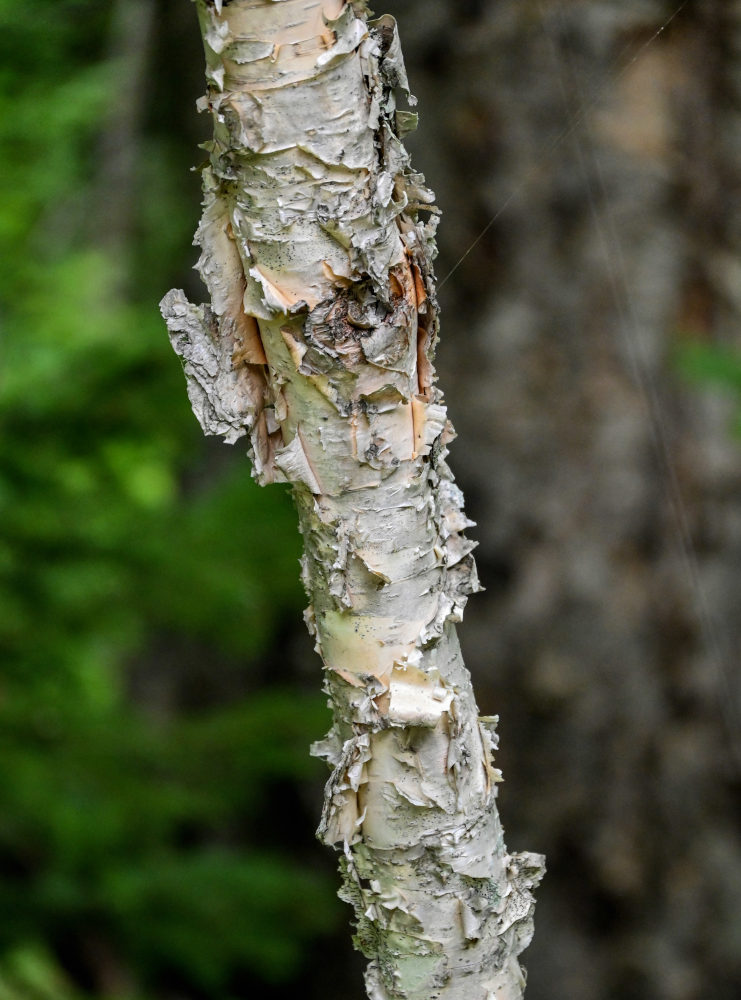 Image of Betula ermanii specimen.