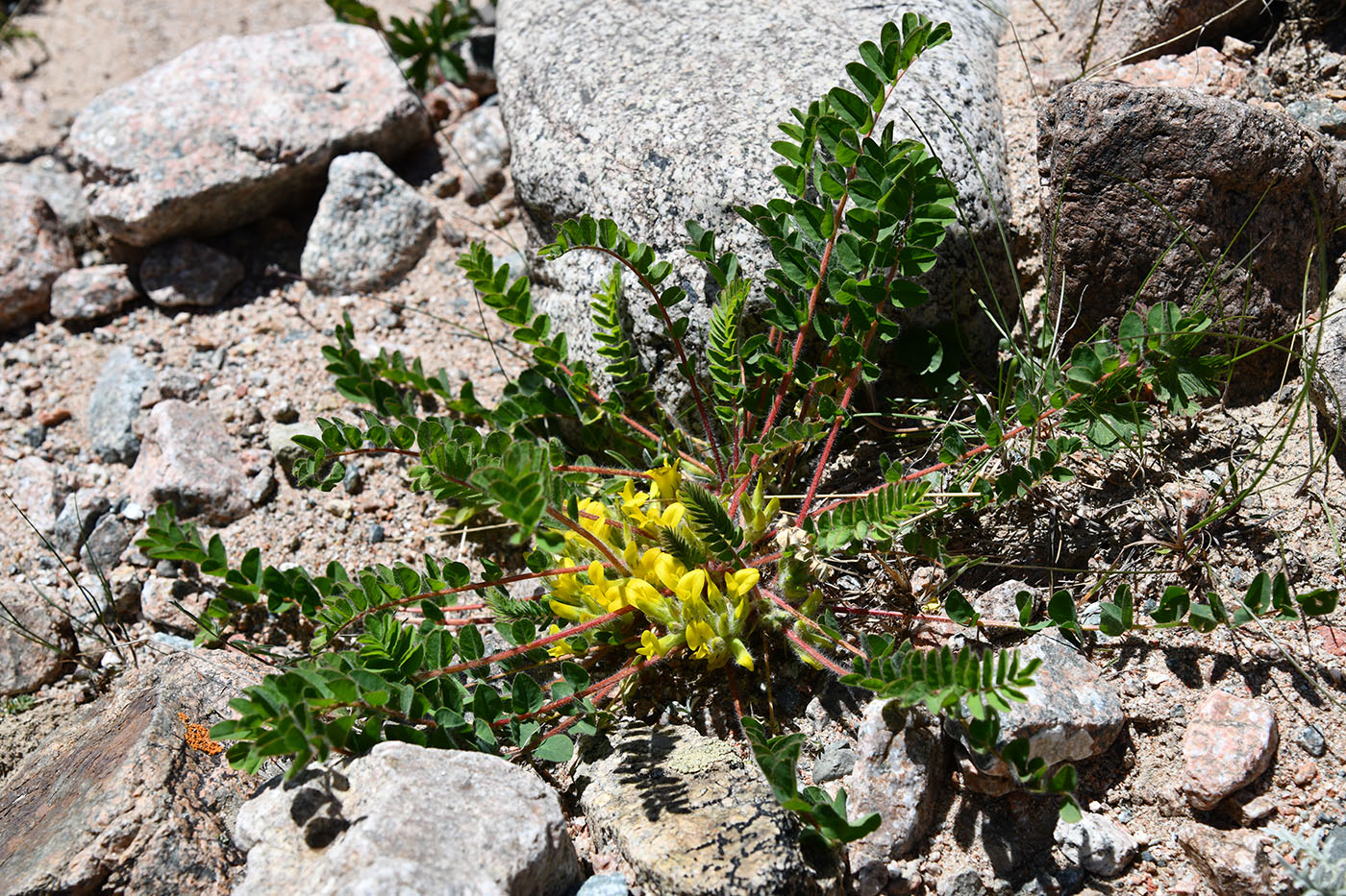 Image of Astragalus schanginianus specimen.