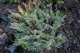 Artemisia schmidtiana