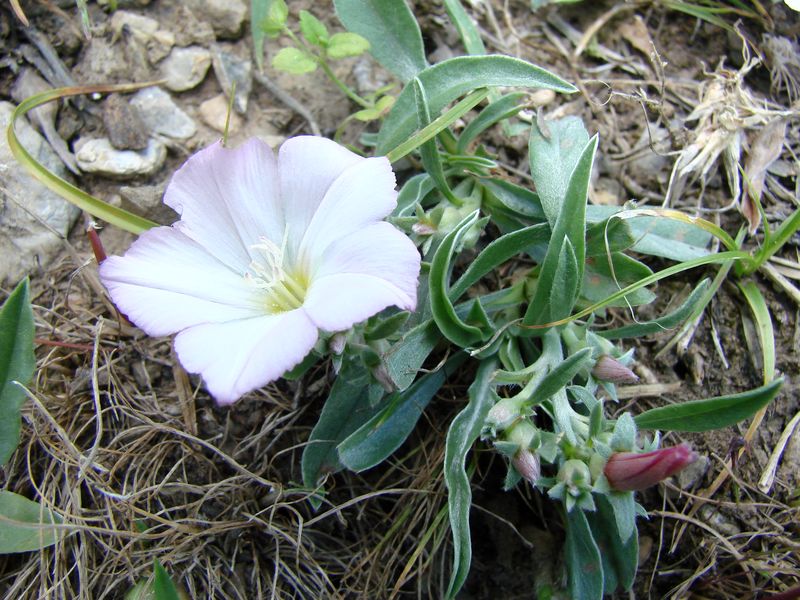 Изображение особи Convolvulus lineatus.