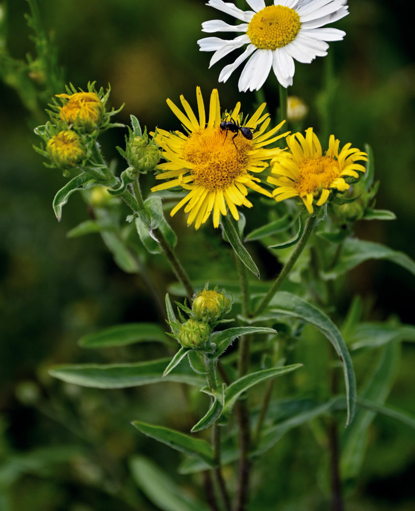 Изображение особи Inula britannica.