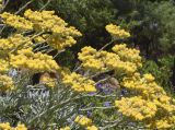 Helichrysum orientale. Верхушки побегов с соцветиями. Испания, автономное сообщество Каталония, провинция Жирона, комарка Баш-Эмпорда, муниципалитет Палафружель, ботанический сад \"Кап-Роч\". 04.06.2023.