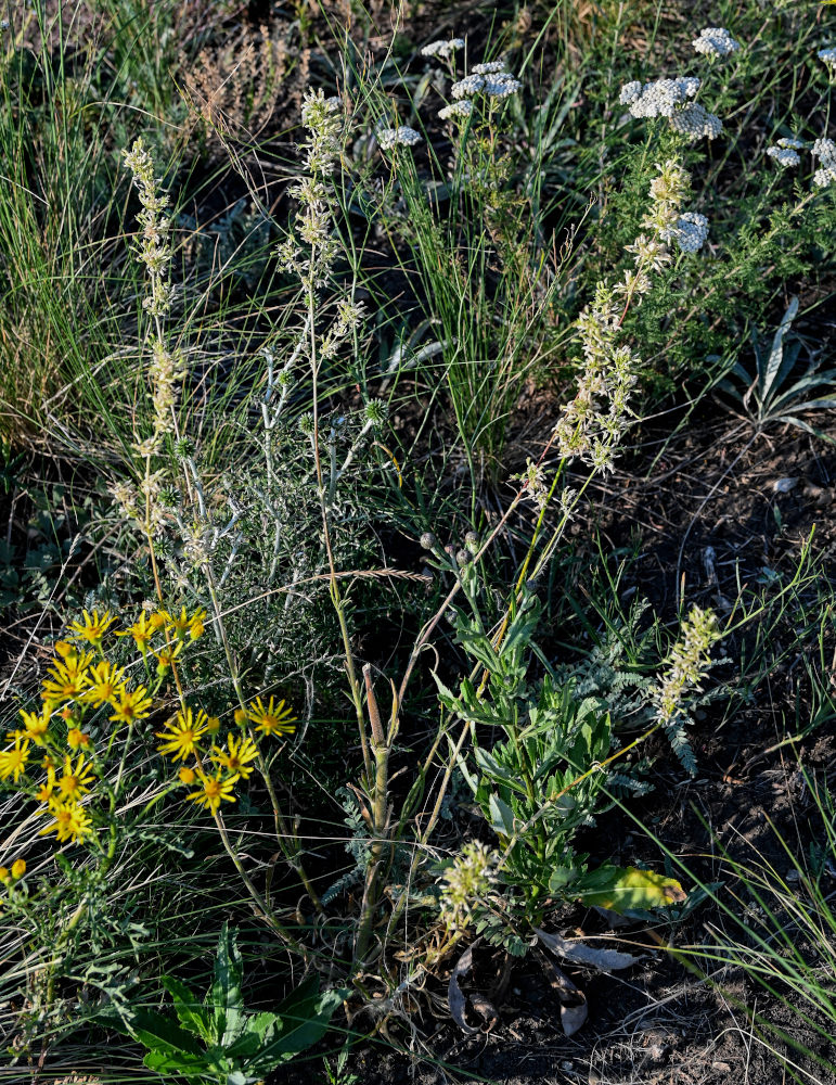 Image of Silene chersonensis specimen.