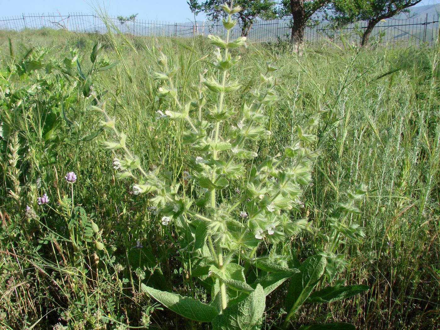 Image of Salvia spinosa specimen.