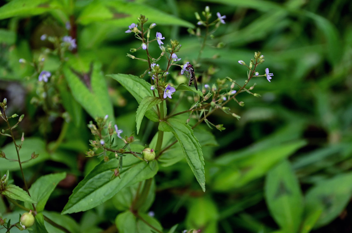 Изображение особи Veronica anagallis-aquatica.