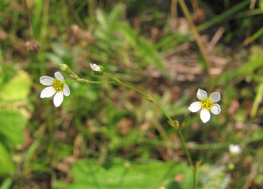 Изображение особи Linum catharticum.